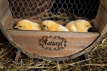 Image showing Little Yellow Chicken