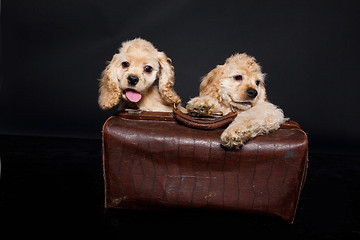 Image showing Cocker Spaniel