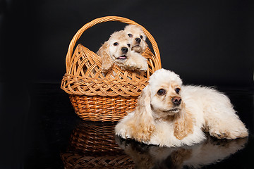 Image showing Cocker Spaniel