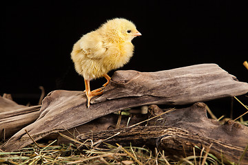 Image showing Little Yellow Chicken