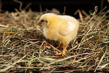 Image showing Little Yellow Chicken