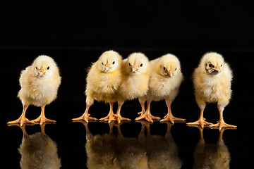 Image showing Little Yellow Chickens