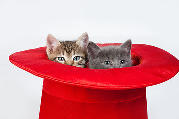 Image showing Little Kittens In A Red Hat