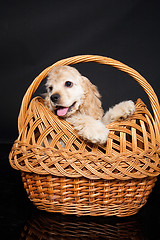 Image showing Cocker Spaniel