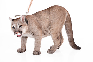 Image showing Puma