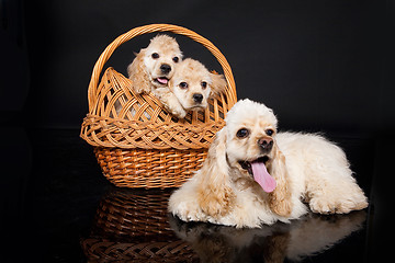 Image showing Cocker Spaniel