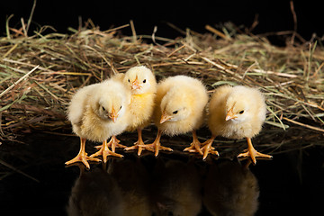 Image showing Little Yellow Chicken