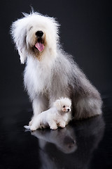 Image showing Two Fluffi Dogs