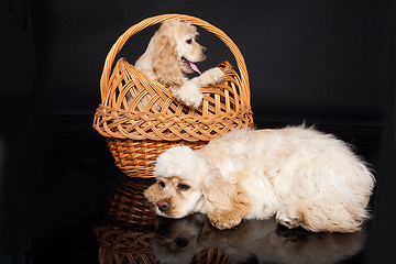 Image showing Cocker Spaniel