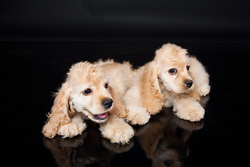 Image showing Cocker Spaniel