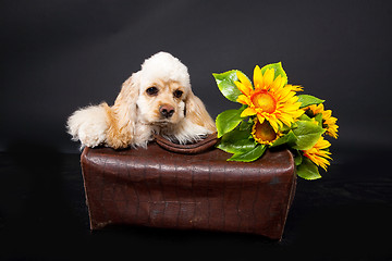 Image showing Cocker Spaniel