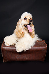 Image showing Cocker Spaniel