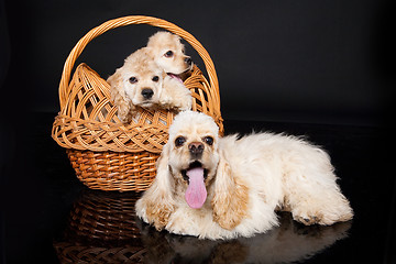 Image showing Cocker Spaniel