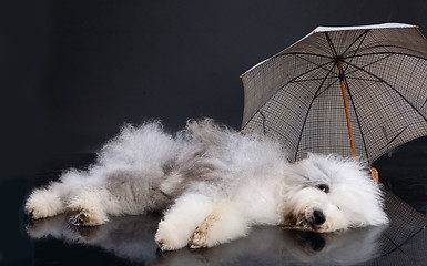 Image showing Fluffi Dog And Umbrella