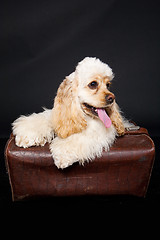 Image showing Cocker Spaniel