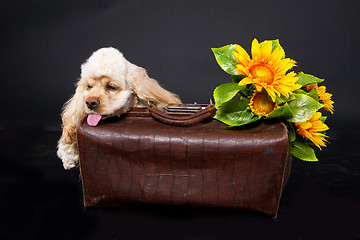 Image showing Cocker Spaniel