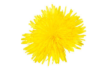 Image showing Dandelion flower