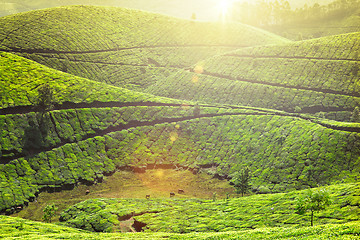 Image showing Tea plantations