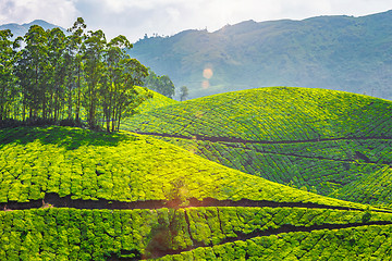 Image showing Tea plantations