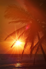 Image showing Tropical sunset scene with palms