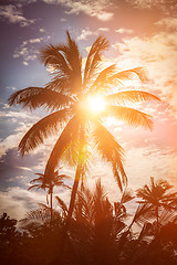 Image showing Palm on sunset