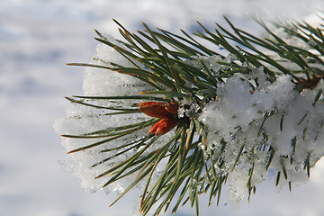 Image showing branches of fir tree with snow