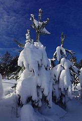 Image showing fir tree strewn lightly with snow