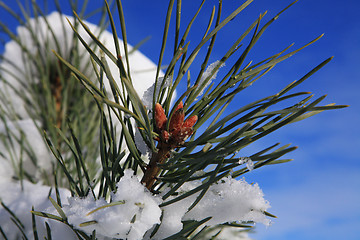 Image showing branches of fir tree strewn lightly with snow