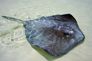 Image showing   fish in the  blue lagoon relax  of sian kaan  mexico