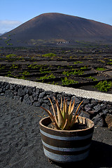 Image showing cactus  viticulture  winery lanzarote  