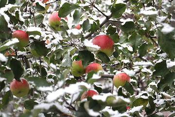 Image showing  Apple apples  under the snow