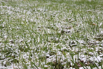 Image showing  green grass under white snow