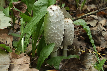 Image showing  Mushroom Coprinus comatus