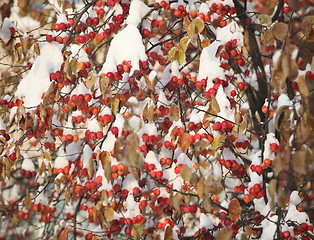 Image showing Apple apples  under the snow