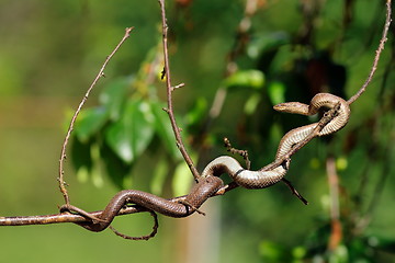 Image showing smooth snake climbing on tree branch