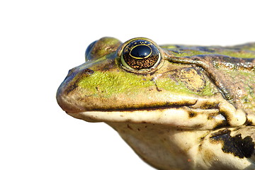 Image showing isolated portrait of common marsh frog