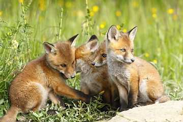 Image showing family of young foxes