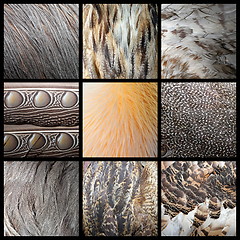 Image showing wild birds feathers collection