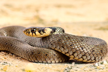 Image showing grass snake close up