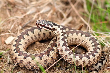 Image showing male european common adder