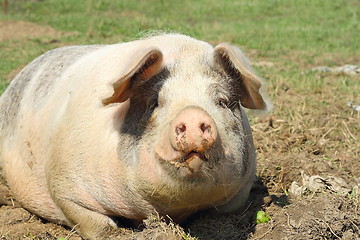 Image showing closeup of huge sow