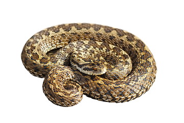 Image showing Vipera ursinii over white