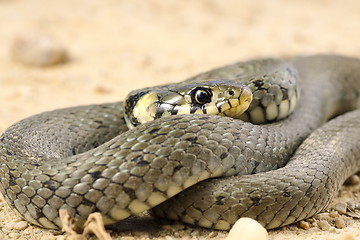 Image showing detail of grass snake
