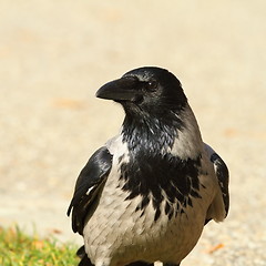 Image showing portrait of hooded crow