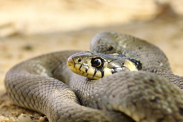 Image showing close up of grass snake