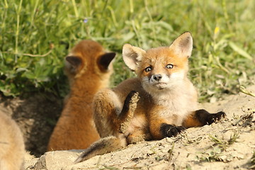 Image showing european fox cubs