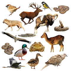 Image showing wildlife collection over white