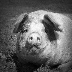 Image showing black and white portrait of domestic pig