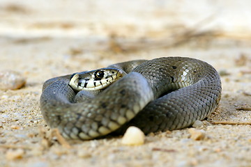 Image showing grass snake on ground