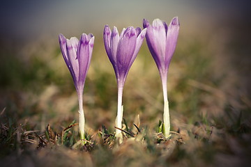 Image showing autumn crocuses